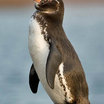 Galapagos Penguin